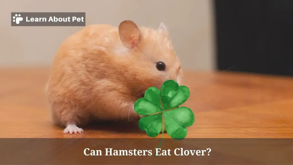 Can Hamsters Eat Clover? (7 Interesting Facts) 2023
