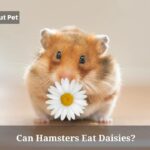 Can Hamsters Eat Daisies