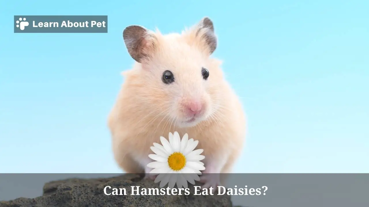 Can hamsters eat daisies