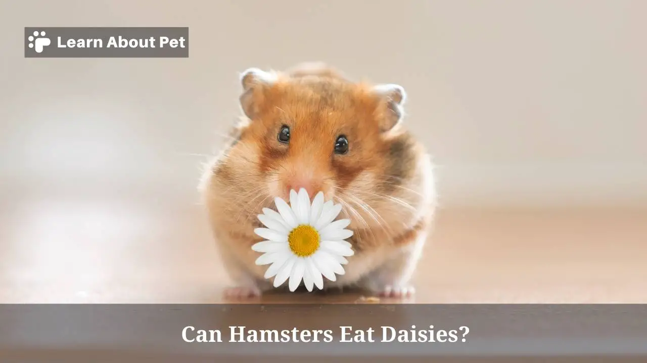 Can hamsters eat daisies