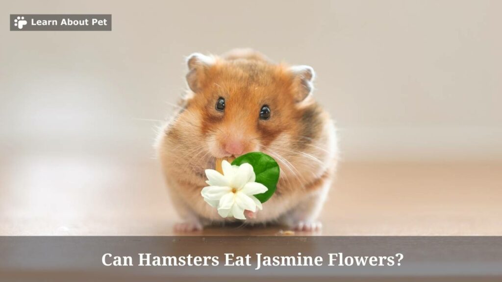 Can Hamsters Eat Jasmine Flowers? (7 Clear Facts) 2022