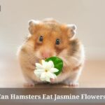 Can Hamsters Eat Jasmine Flowers