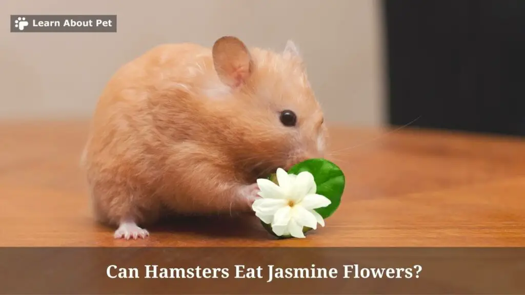 Can Hamsters Eat Jasmine Flowers? (7 Clear Facts) 2022