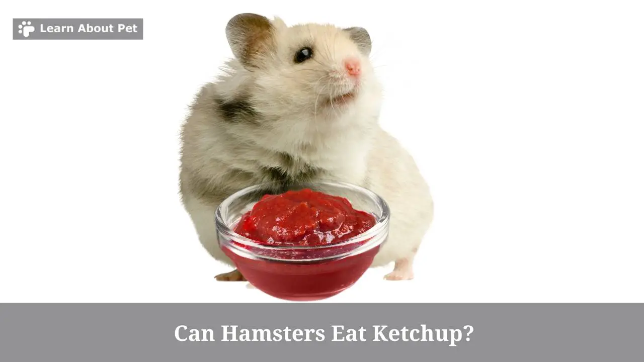 Can hamsters eat ketchup
