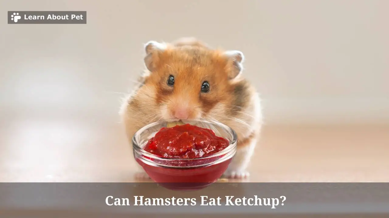 Can hamsters eat ketchup