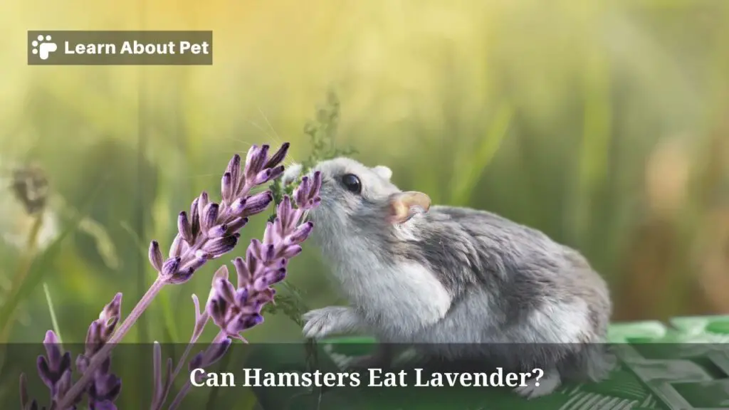 Can Hamsters Eat Lavender? (9 Cool Facts) 2023