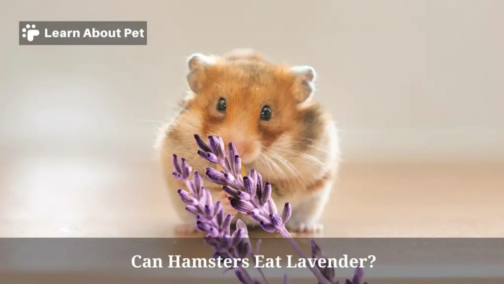 Can Hamsters Eat Lavender? (9 Cool Facts) 2024