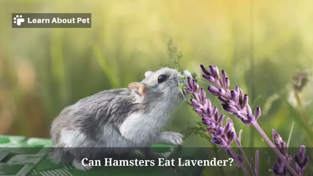 Can Hamsters Eat Lavender? (9 Cool Facts) 2024