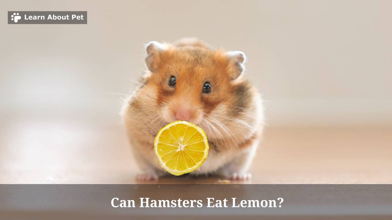 Can hamsters eat lemon