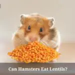 Can Hamsters Eat Lentils? (9 Interesting Food Facts)