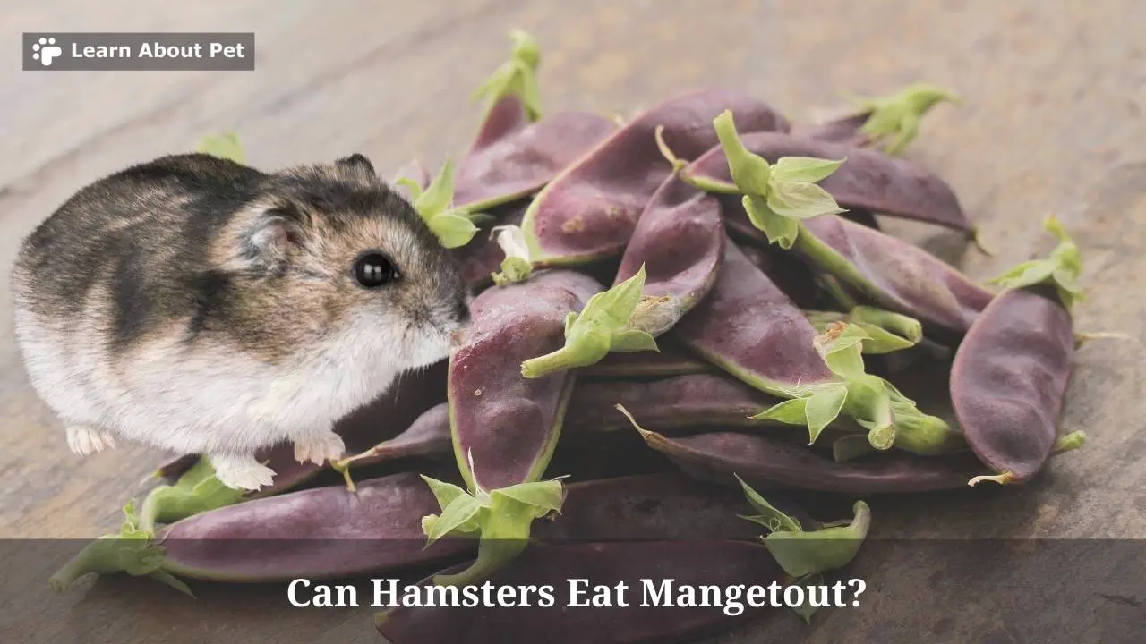 Can hamsters eat mangetout