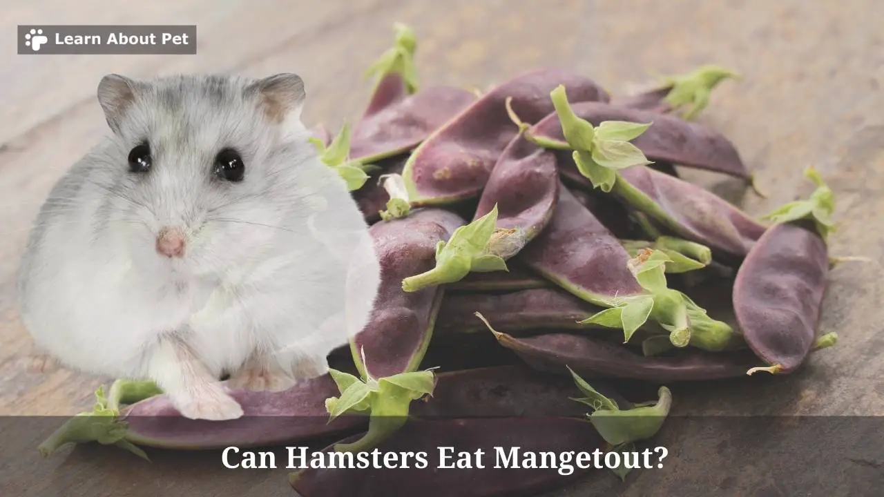 Can hamsters eat mangetout