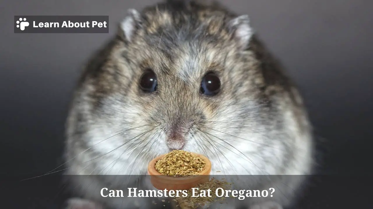 Can hamsters eat oregano