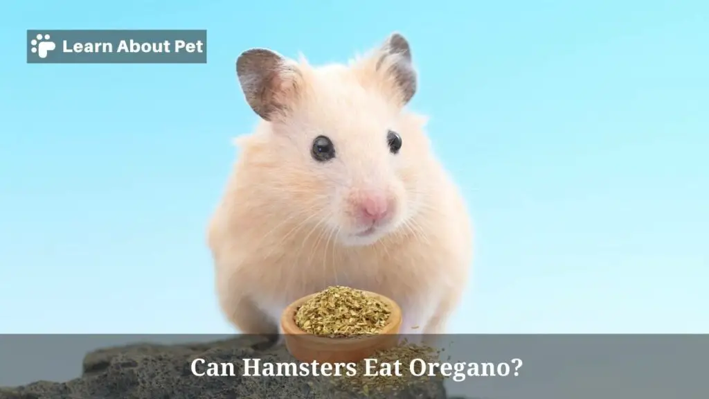 Can Hamsters Eat Oregano? (7 Clear Food Facts) 2024