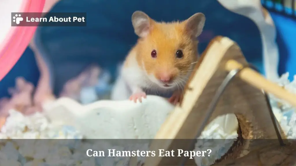 Can Hamsters Eat Paper? (7 Clear Food Facts) 2023