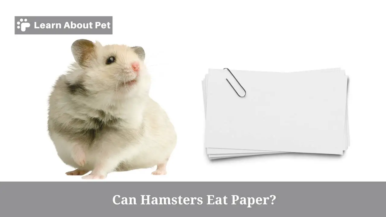 Can hamsters eat paper