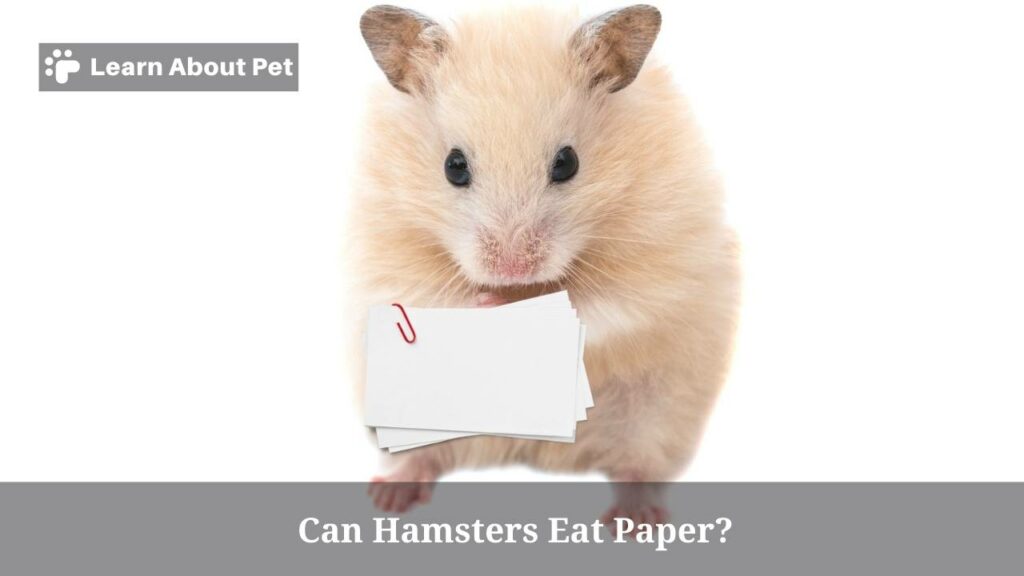 Can Hamsters Eat Paper? (7 Clear Food Facts) 2023