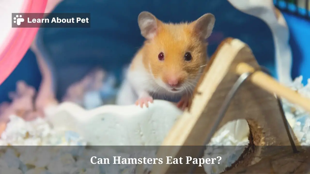 Can hamsters eat paper