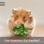 Can Hamsters Eat Parsley