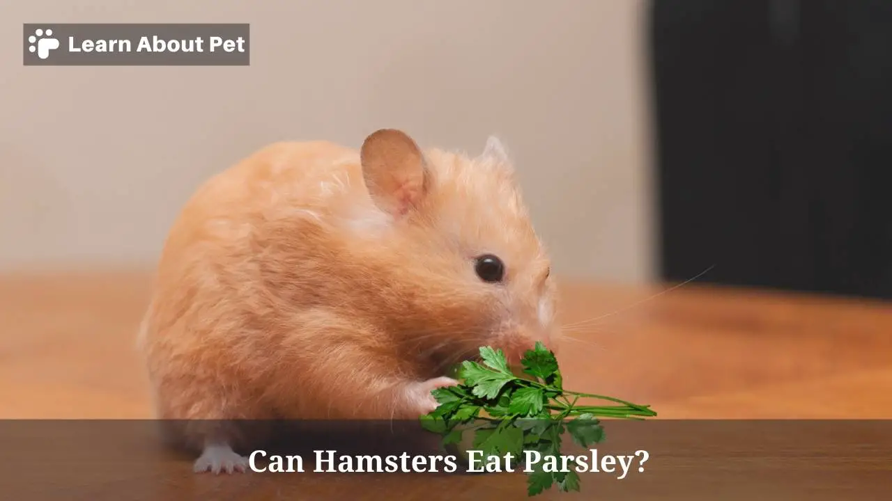 Can hamsters eat parsley