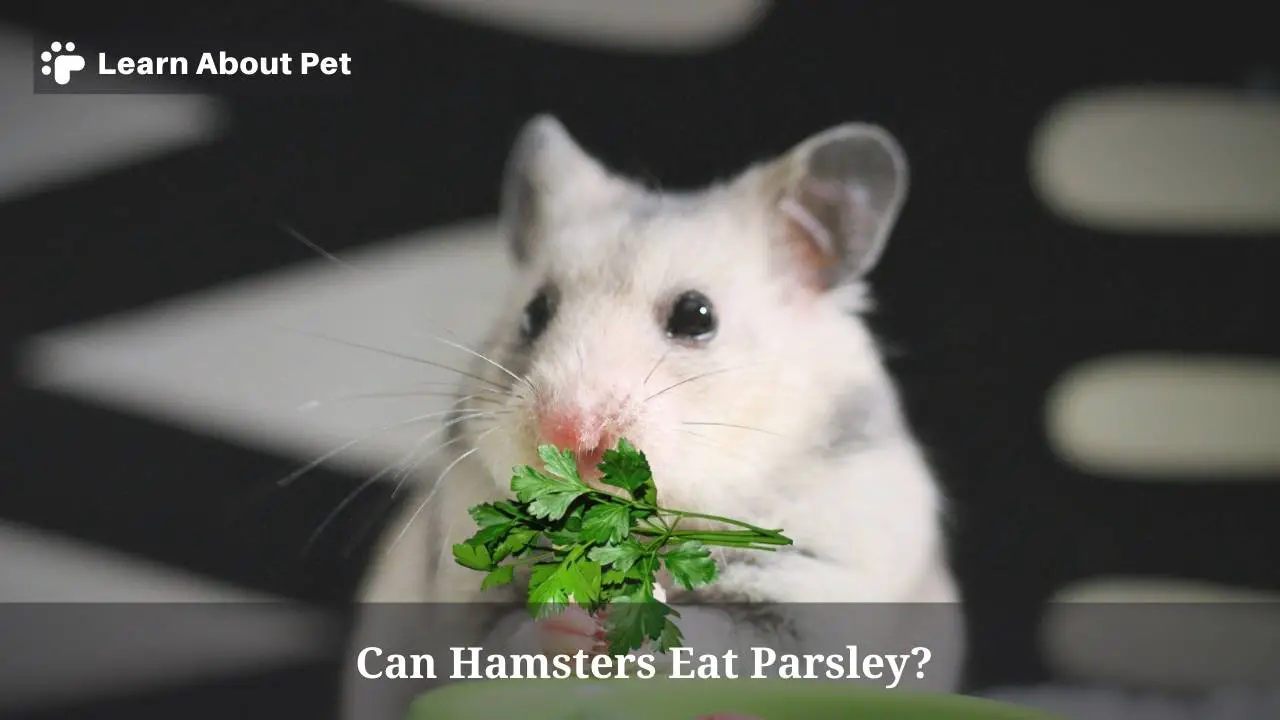 Can hamsters eat parsley fresh safely