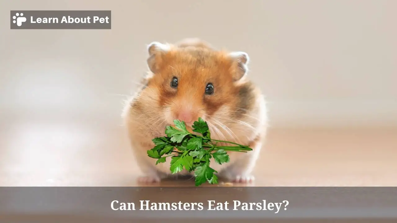 Can hamsters eat parsley