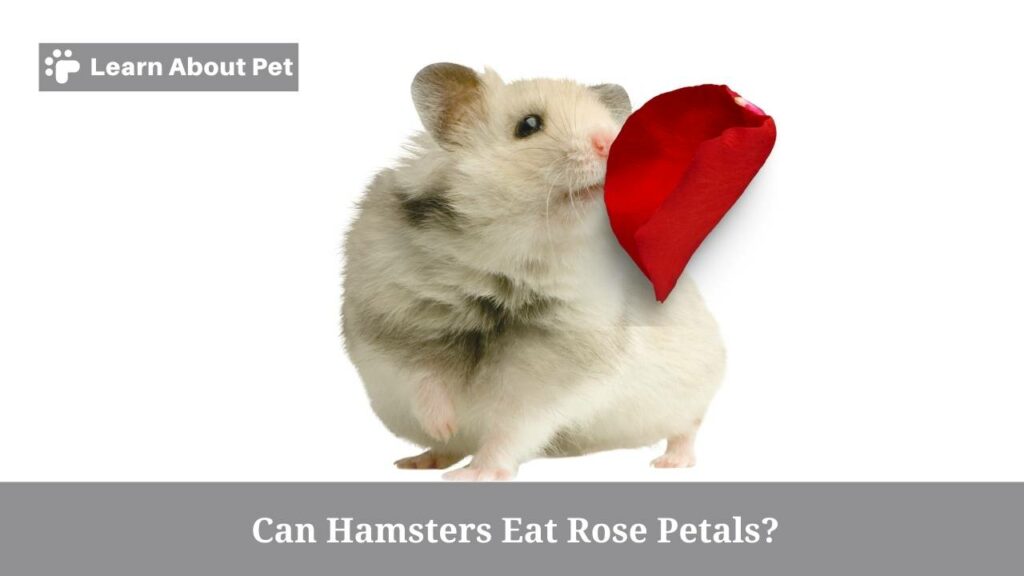 Can Hamsters Eat Rose Petals? (7 Interesting Facts) 2023