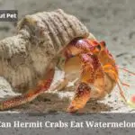 Can Hermit Crabs Eat Watermelon? (9 Clear Facts)