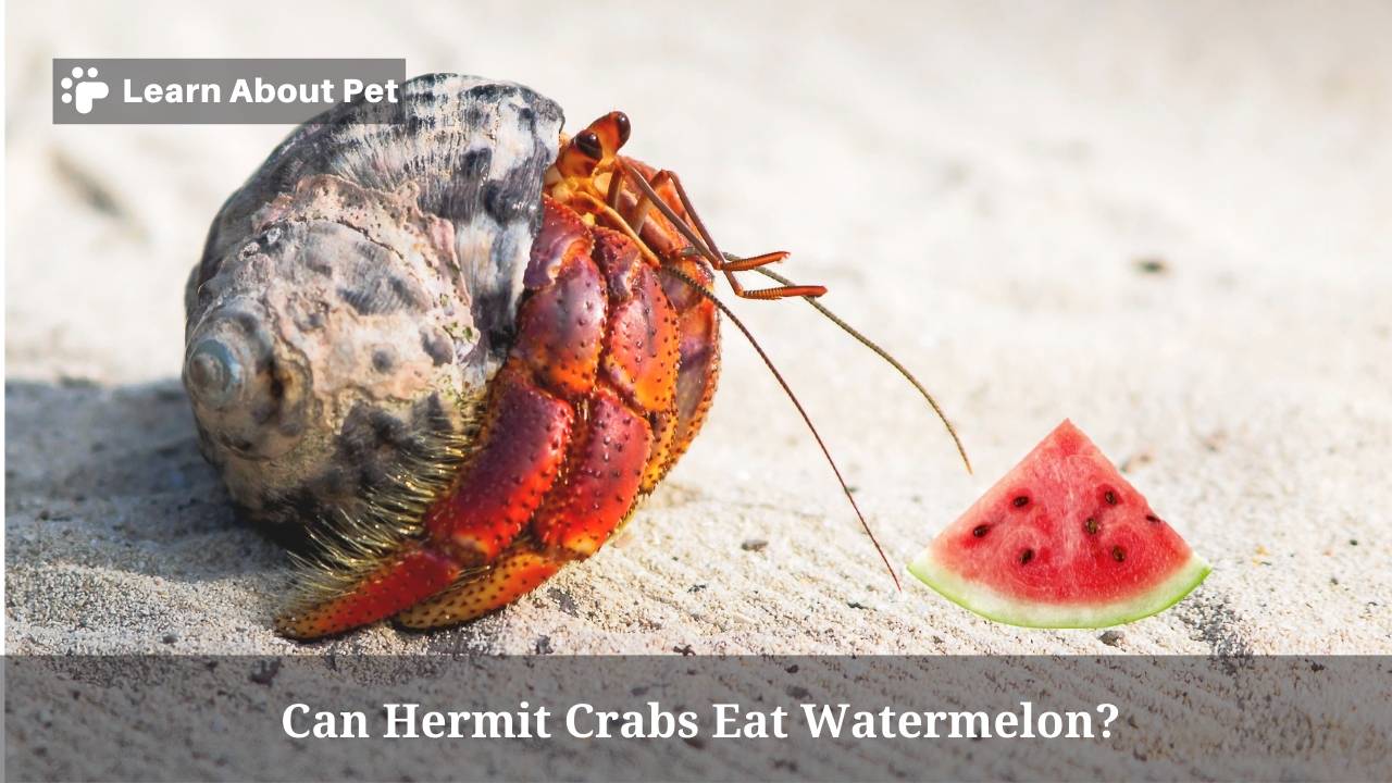 Can hermit crabs eat watermelon