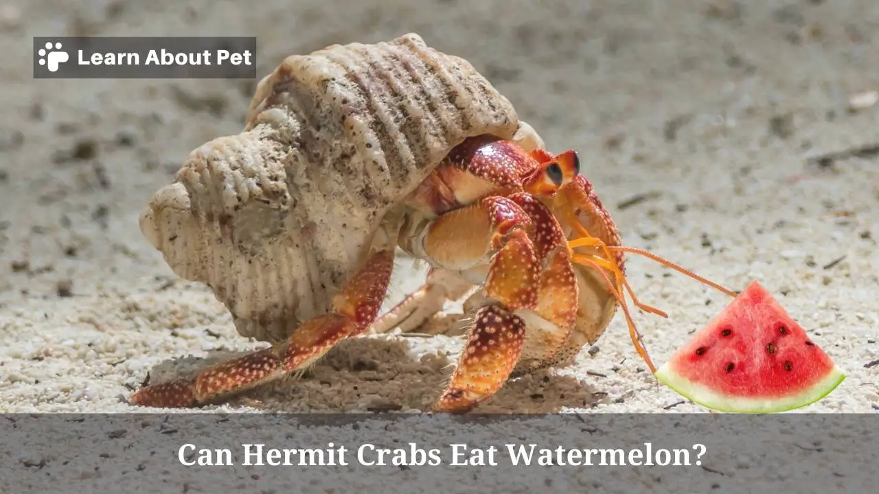 Can Hermit Crabs Eat Watermelon? (9 Clear Facts) 2024