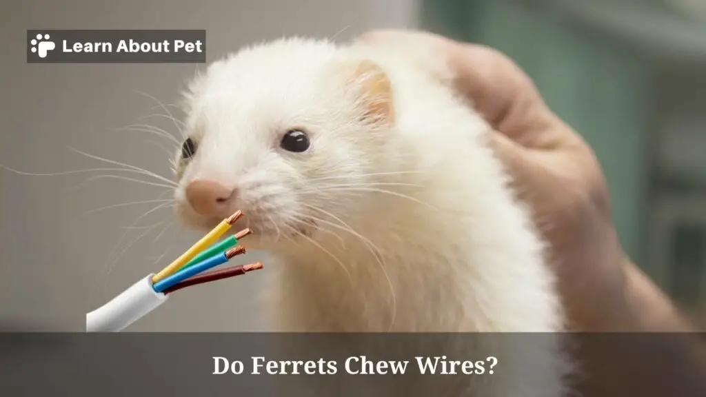 Do Ferrets Chew Wires? (7 Interesting Facts) 2024