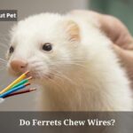 Do Ferrets Chew Wires