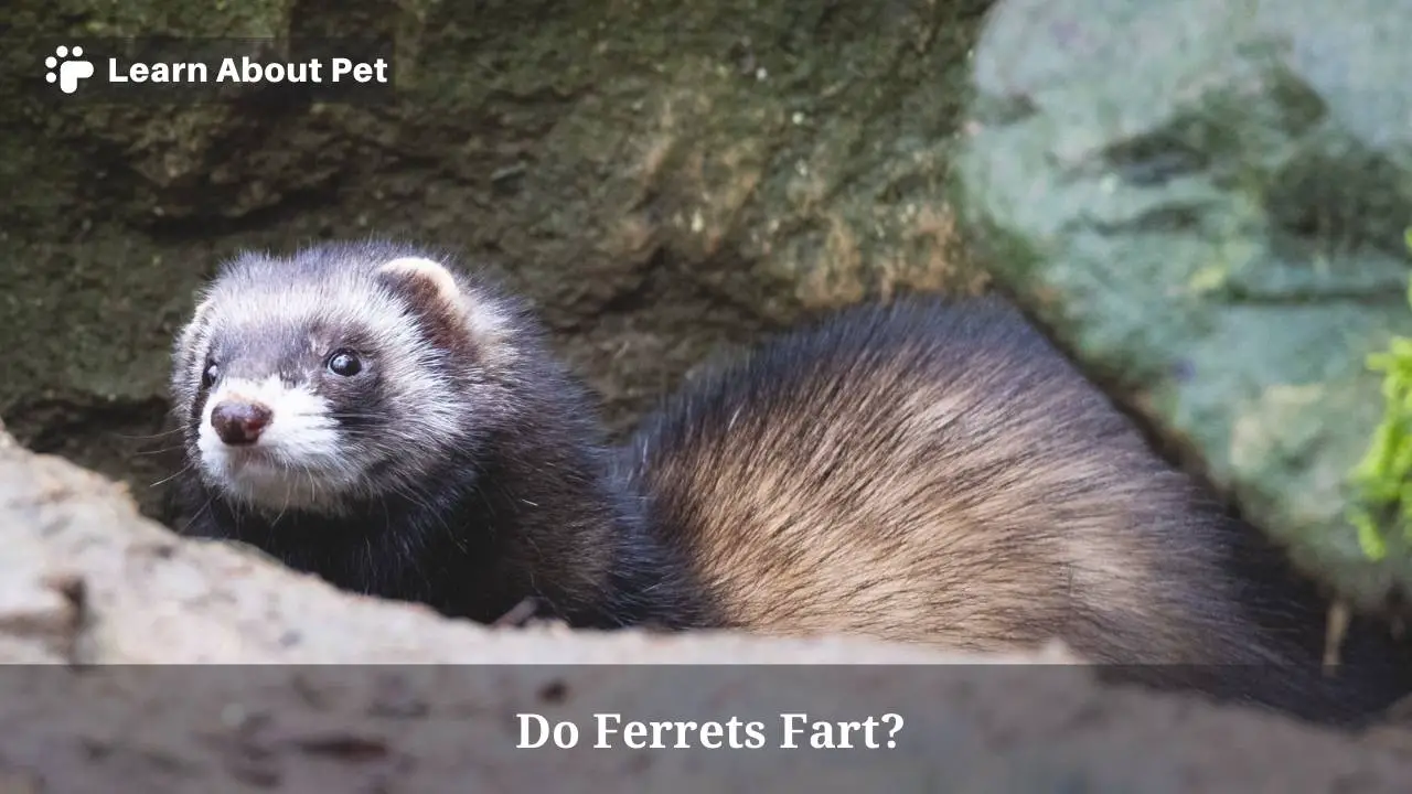 Do ferrets fart
