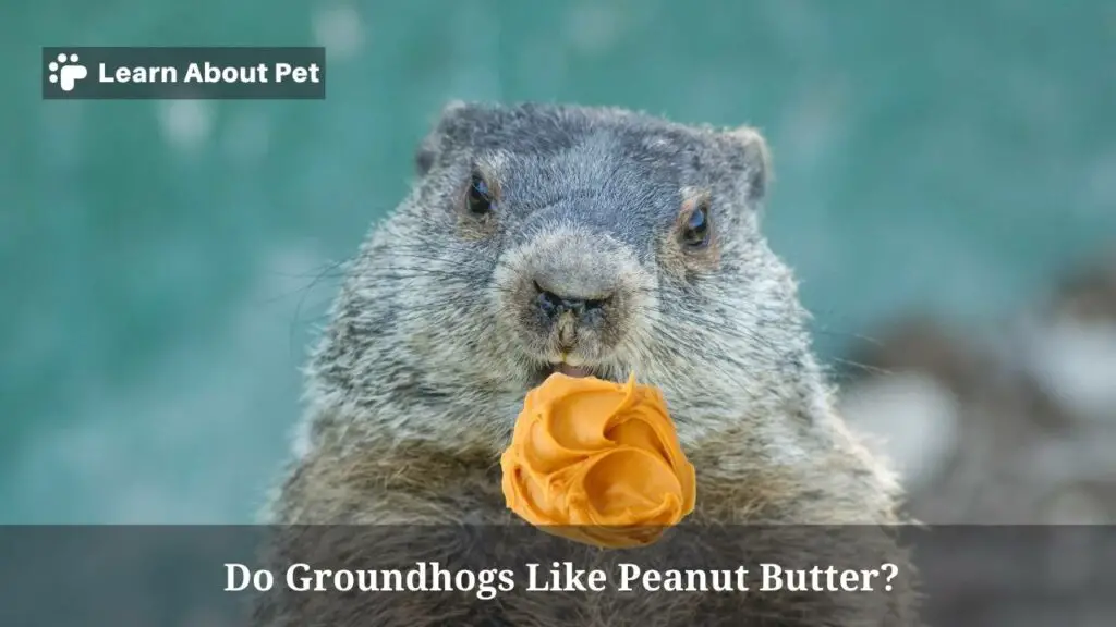 Do Groundhogs Like Peanut Butter? (7 Interesting Facts) 2023