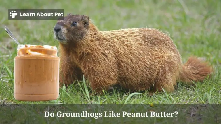 Do Groundhogs Like Peanut Butter? (7 Interesting Facts) 2023