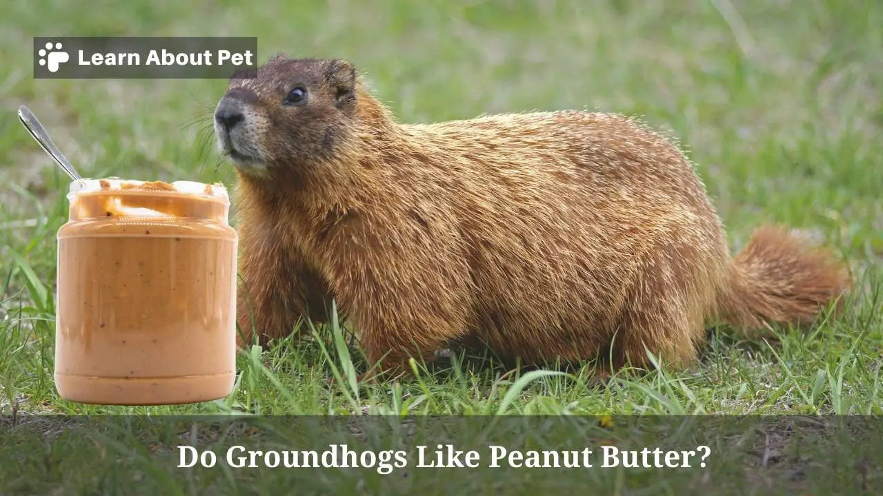 Do Groundhogs Like Peanut Butter? (7 Interesting Facts) 2023