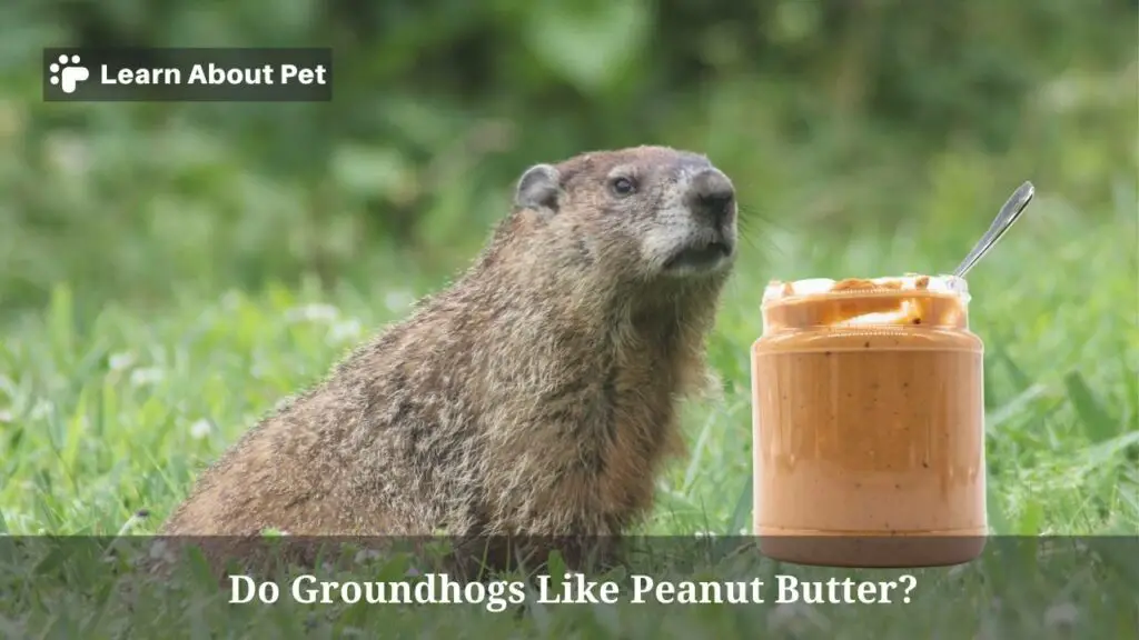 Do Groundhogs Like Peanut Butter? (7 Interesting Facts) 2023