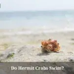Do Hermit Crabs Swim? AVOID Doing This! (9 Cool Facts)