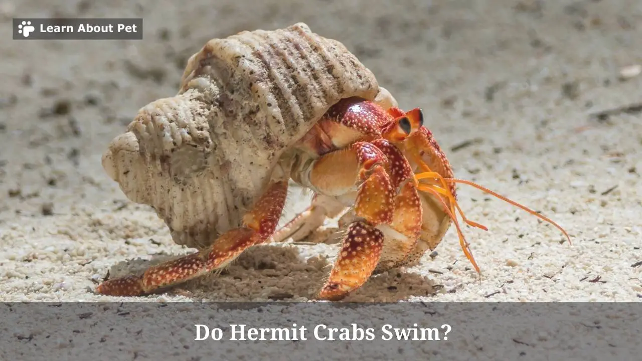 Do hermit crabs swim