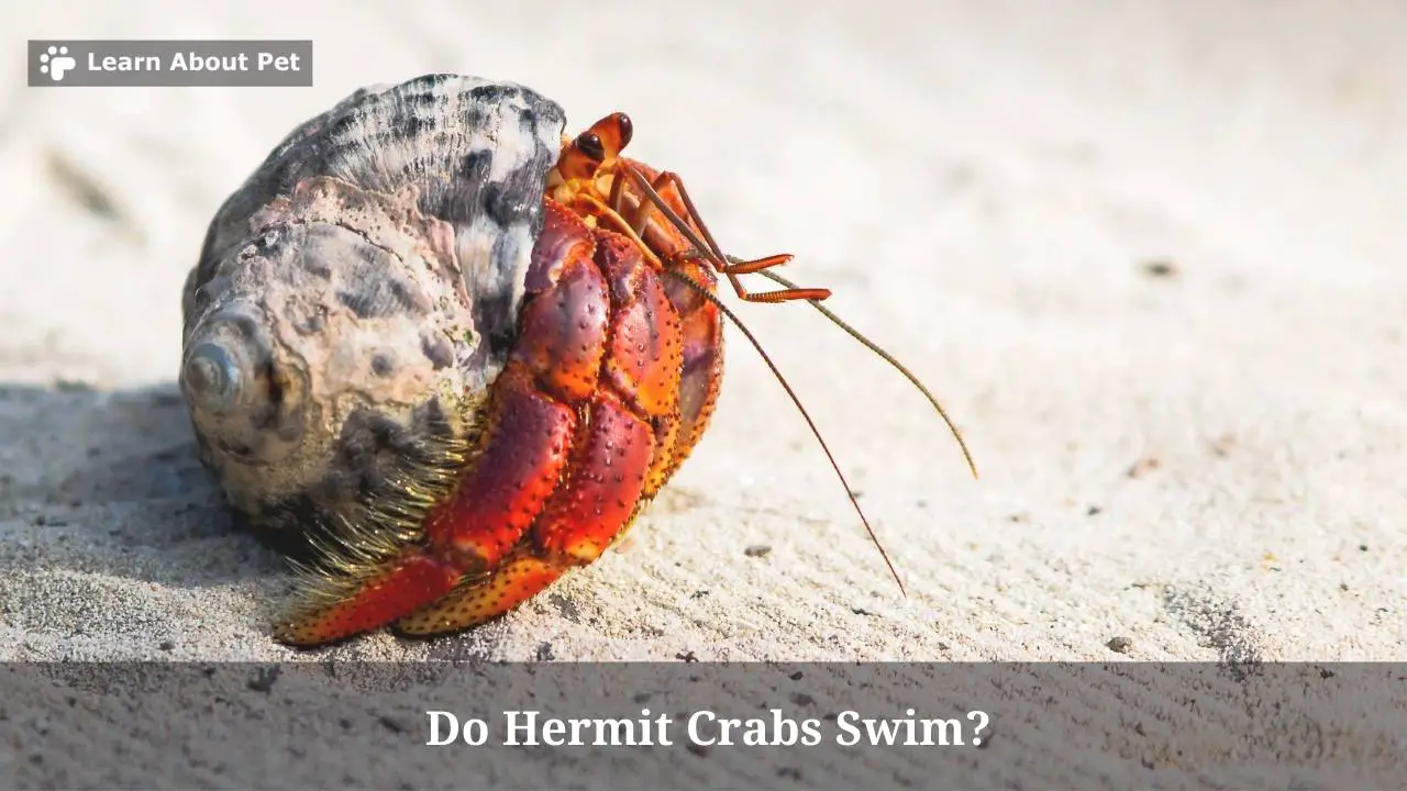 Do hermit crabs swim