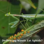 Do Praying Mantis Eat Aphids? (7 Interesting Facts)