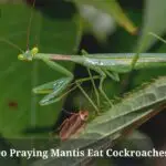 Do Praying Mantis Eat Cockroaches? (7 Clear Facts)