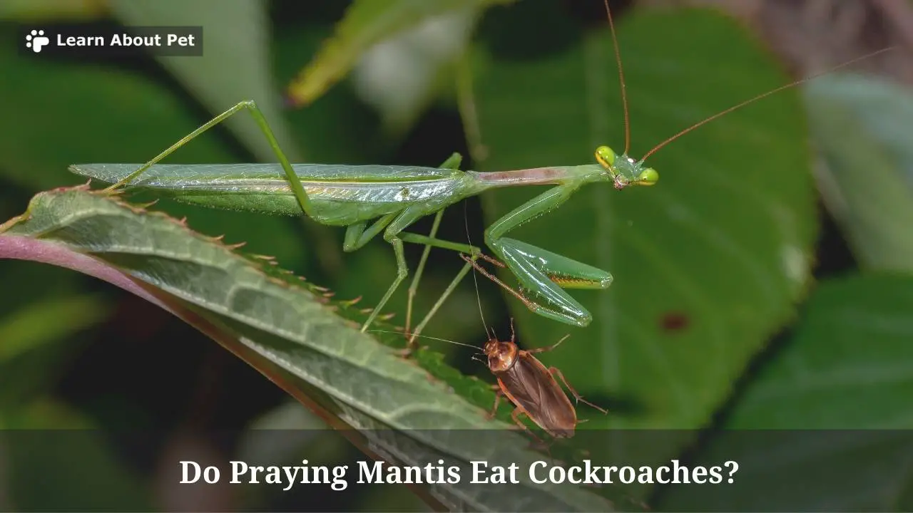 Do praying mantis eat cockroaches