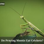 Do Praying Mantis Eat Crickets