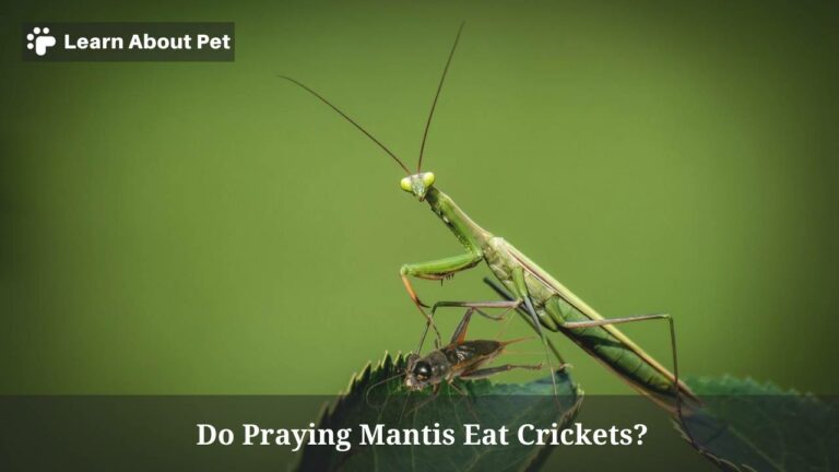 Do Praying Mantis Eat Crickets? (7 Clear Food Facts) - 2023