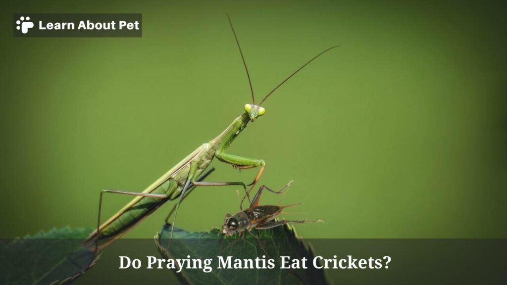 Do Praying Mantis Eat Crickets? (7 Clear Food Facts) 2023