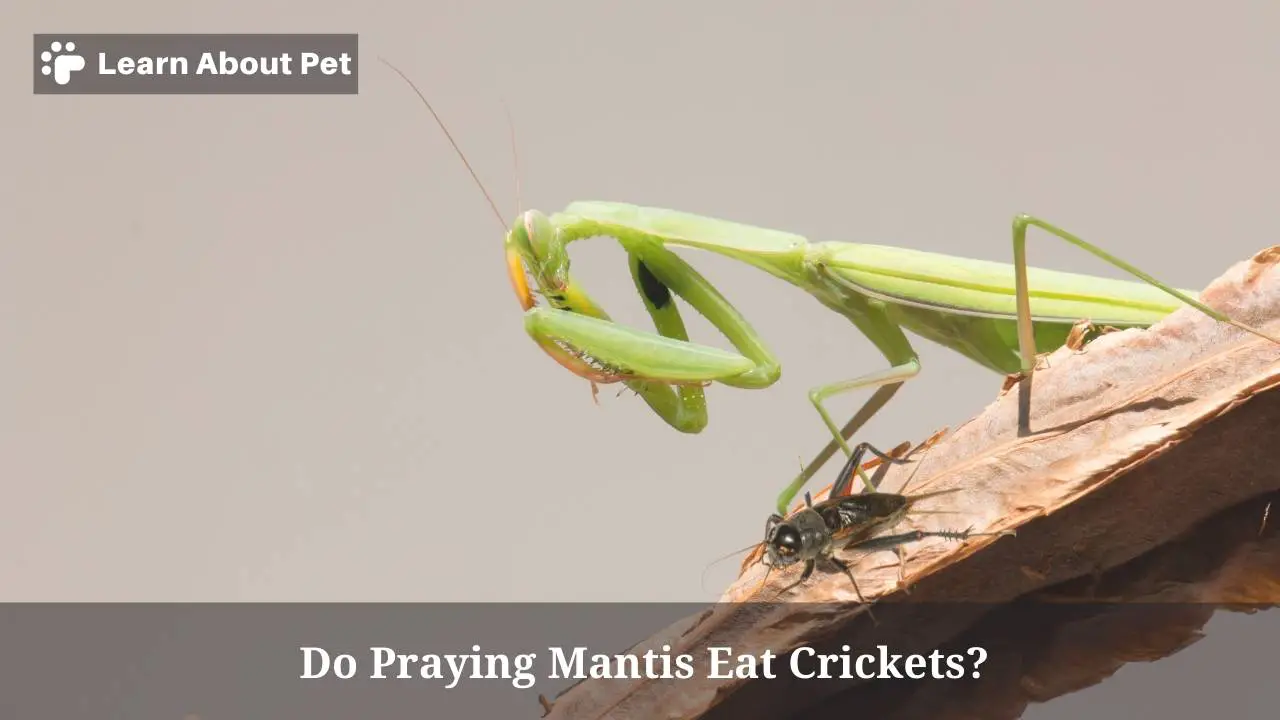 Do Praying Mantis Eat Crickets? (7 Clear Food Facts) - 2023