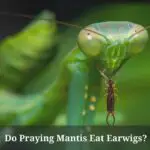 Do Praying Mantis Eat Earwigs? (7 Interesting Facts)