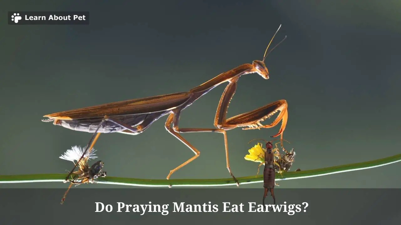 Do praying mantis eat earwigs