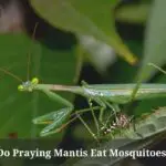Do Praying Mantis Eat Mosquitoes? (7 Interesting Facts)